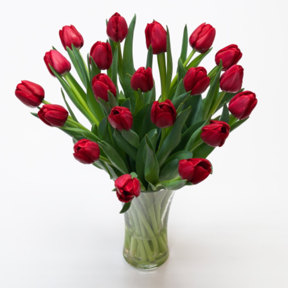 Radiantly Beautiful Red Tulips