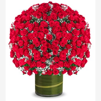 Premium 500 Red Roses Bouquet
