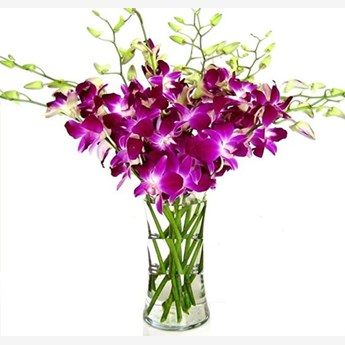 Purple Orchids