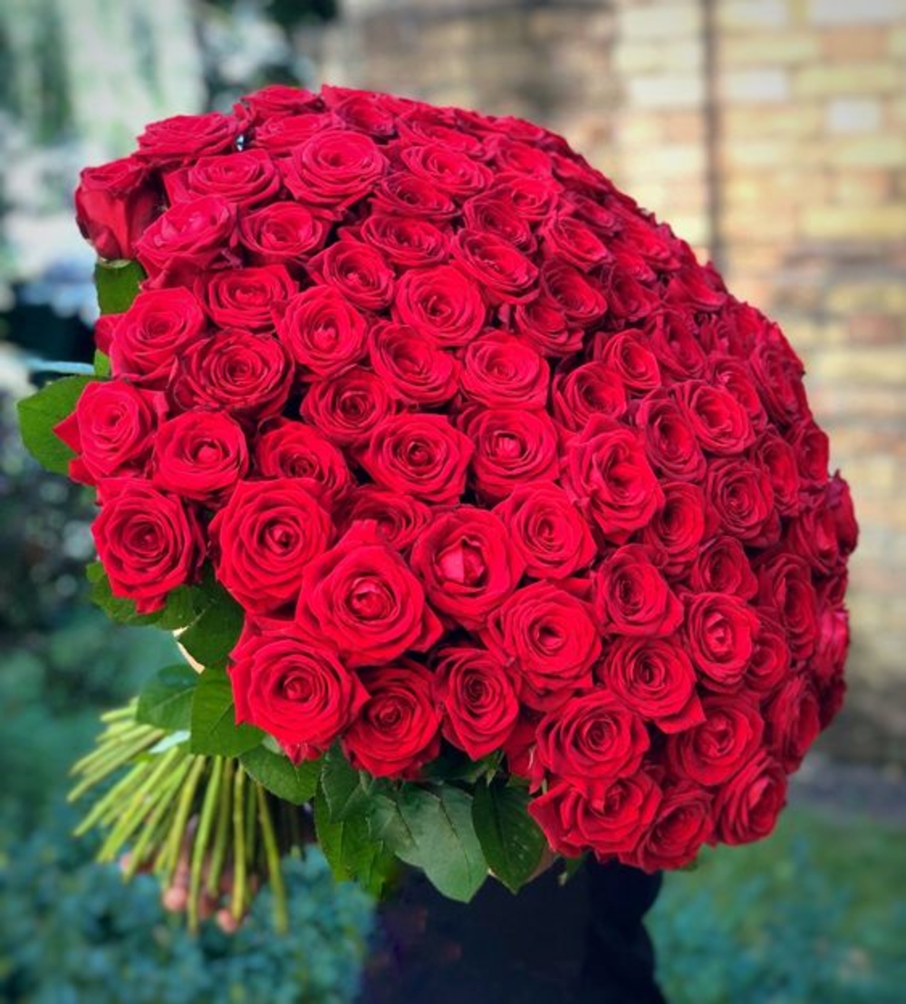 Red Beauty Roses