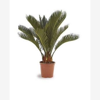 Cycas Plant