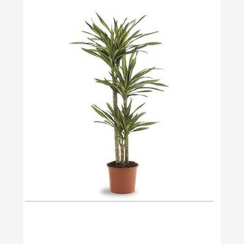 Dracaena Rikki