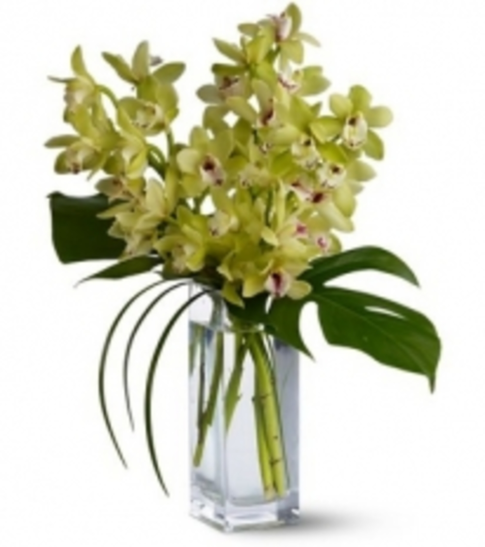 Orchid-Elegance